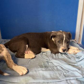 Mixed Breed Dogs Available for Adoption - 103410 | PetCurious