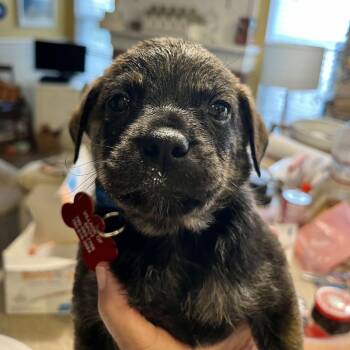 Buccaneer -  Pug and Australian Shepherd Dog for Adoption in Oceanside, California - Buccaneer | PetCurious