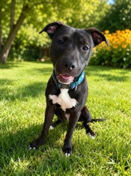 Bonnie -  Mixed Breed Dog for Adoption in Belleville, Michigan - Bonnie | PetCurious