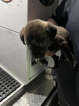 German Shepherd Dog and Mixed Breed Dogs Available for Adoption in Doral, Florida - KNIGHT | PetCurious