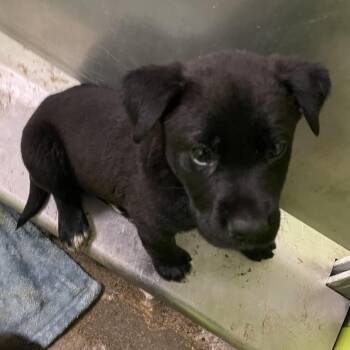 Forrest -  Shepherd and Labrador Retriever Dog for Adoption in Spokane, Washington - Forrest | PetCurious