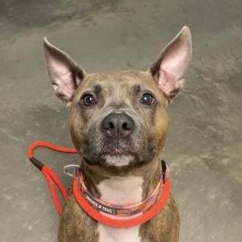 Jayde -  Mixed Breed Dog for Adoption in Dekalb, Illinois - Jayde | PetCurious