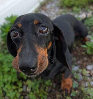 Malorie in FL -  Dachshund Dog for Adoption in Shelbyville, Tennessee - Malorie In FL | PetCurious