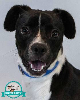 Tadpole -  Beagle and Terrier Dog for Adoption in Kennesaw, Georgia - Tadpole | PetCurious