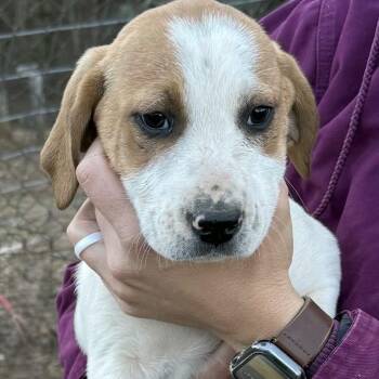 Anatolian Shepherd and Hound Dogs Available for Adoption - Sadie (H8F) | PetCurious