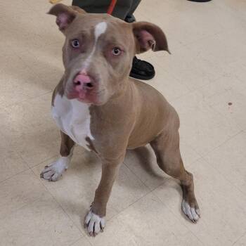 Cricket -  Mixed Breed Dog for Adoption in Lake Panasoffkee, Florida - Cricket | PetCurious