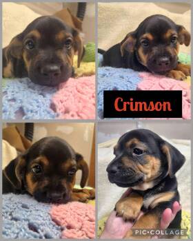 Crimson -  Dachshund and Chihuahua Dog for Adoption in Newport, Kentucky - Crimson | PetCurious