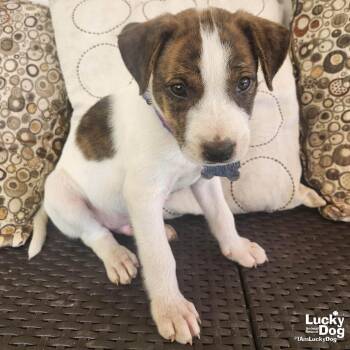 Labrador Retriever Dogs Available for Adoption - Tristan | PetCurious