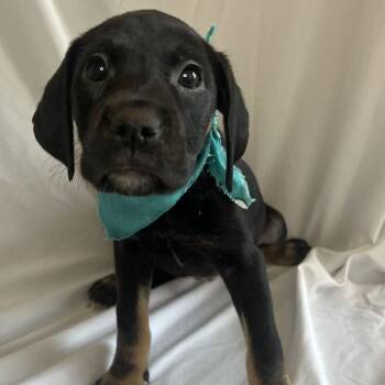 Dora Lee Rhodes -  Mixed Breed Dog for Adoption in Canal Winchester, Ohio - Dora Lee Rhodes | PetCurious