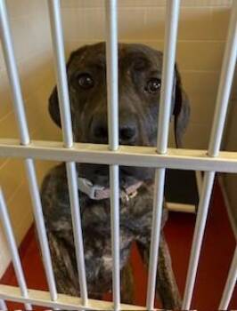 Rescue Cane Corso Dogs for Adoption in Mason City, Iowa - Stormy | PetCurious