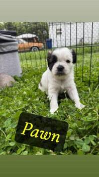 Pawn -  Pug and Beagle Dog for Adoption in Columbus, Ohio - Pawn | PetCurious