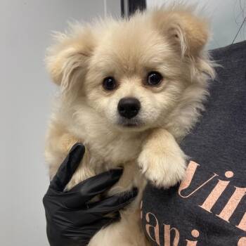 Sergio -  Pomeranian Dog Available for Adoption in Abilene, Texas - Sergio | PetCurious