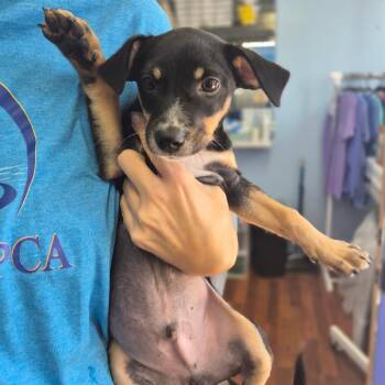 Wesker -  Shepherd Dog for Adoption in Wahiawa, Hawaii - Wesker | PetCurious