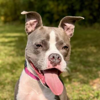 Rescue Boston Terrier Dogs for Adoption in Midland, Michigan - Princess | PetCurious