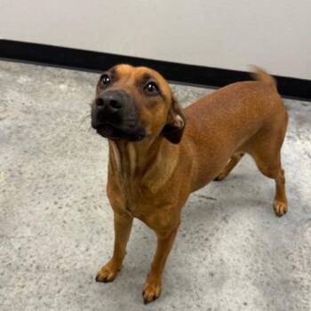Rescue Rhodesian Ridgeback Dogs for Adoption in Williston, Vermont - Brownie | PetCurious
