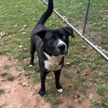 Moonie -  Mixed Breed Dog for Adoption in Auburn, Alabama - Moonie | PetCurious