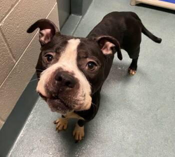 Rescue American Staffordshire Terrier Dogs for Adoption in Raleigh, North Carolina - Logan | PetCurious