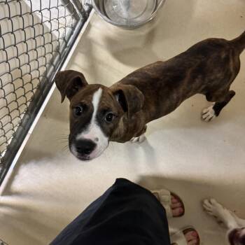 Mabel -  Boxer Dog for Adoption in Mineral Point, Wisconsin - Mabel | PetCurious