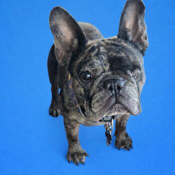 Bonnie -  French Bulldog Dog for Adoption in Pittsboro, North Carolina - Bonnie | PetCurious