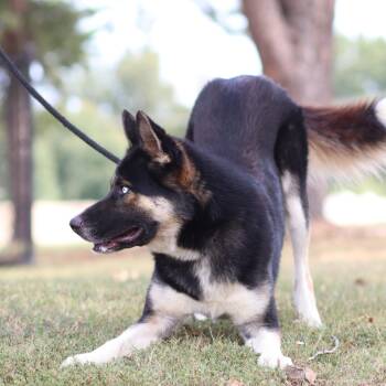 Steele -  German Shepherd Dog and Siberian Husky Dog for Adoption in Collierville, Tennessee - Steele | PetCurious