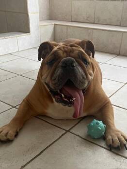 Rescue Bulldog Dogs for Adoption in Las Vegas, Nevada - Ellie Fka Candi | PetCurious