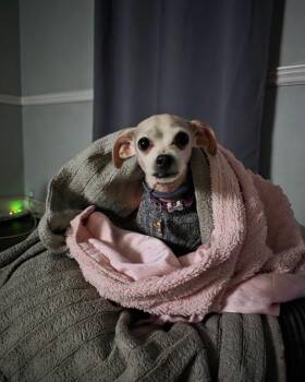 Betty White -  Chihuahua Dog for Adoption in Winchester, Connecticut - Betty White | PetCurious