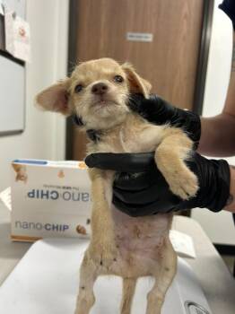 Yanke -  Mixed Breed Dog for Adoption in Thousand Oaks, California - Yanke | PetCurious