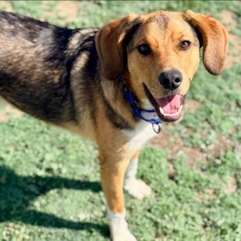 Beagle and Mixed Breed Dogs Available for Adoption in Mead, Colorado - Kai | PetCurious