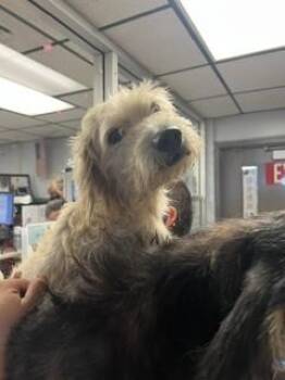 TOBBY -  Terrier Dog for Adoption in Stockton, California - TOBBY | PetCurious
