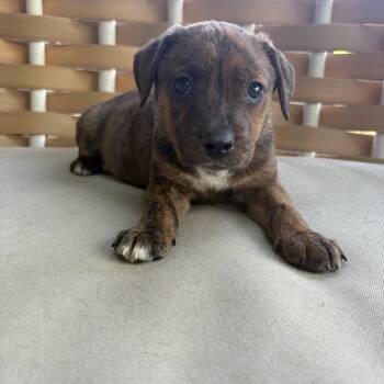 Mixed Breed Dogs Available for Adoption in Charlotte, North Carolina - Francesca | PetCurious