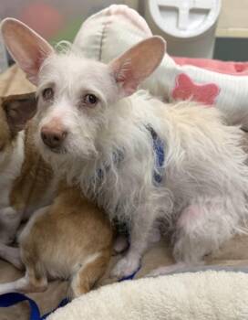 Chihuahua Dogs Available for Adoption in Boston, Massachusetts - NYLA | PetCurious