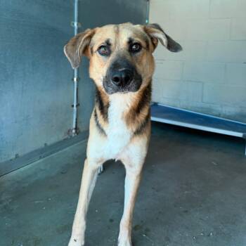 Winstonie -  Shepherd Dog for Adoption in Edinburg, Texas - Winstonie | PetCurious