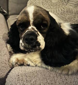 Rescue Cocker Spaniel Dogs for Adoption in Parker, Colorado - Willow W 25091 | PetCurious