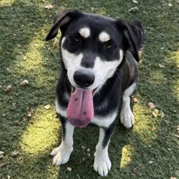 Pepper -  Siberian Husky Dog for Adoption in Red Bluff, California - Pepper | PetCurious