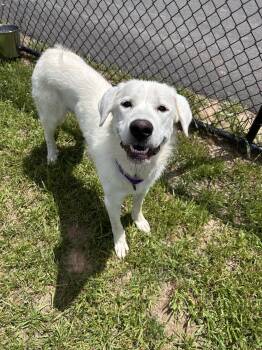 Annie -  Great Pyrenees Dog for Adoption in Shepherdsville, Kentucky - Annie | PetCurious