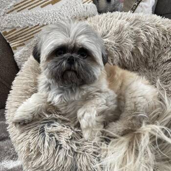 Lillian -  Shih Tzu Dog for Adoption in Hudson, Illinois - Lillian | PetCurious
