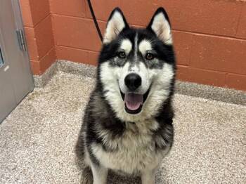Siberian Husky Dogs Available for Adoption in Colorado Springs, Colorado - BANDIT | PetCurious