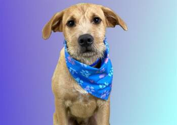 RUSTY -  Welsh Terrier and Mixed Breed Dog for Adoption in Fort Lauderdale, Florida - RUSTY | PetCurious