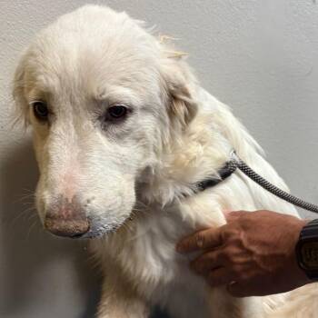 Tegan -  Great Pyrenees Dog for Adoption in Yuma, Arizona - Tegan | PetCurious