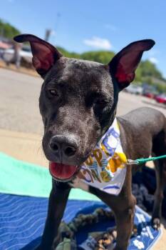 Nacho Chz Fries -  Mixed Breed Dog for Adoption in Cincinnati, Ohio - Nacho Chz Fries | PetCurious