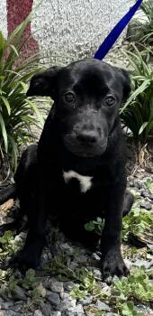 Sky -  Labrador Retriever Dog for Adoption in Sanford, Florida - Sky | PetCurious