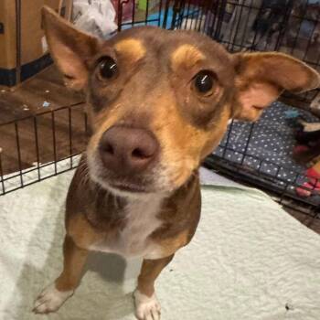 Chihuahua Dogs Available for Adoption in Allen, Texas - Dixie BBQ | PetCurious