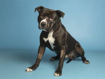 Pit Bull Terrier Dogs Available for Adoption - TROOPER | PetCurious