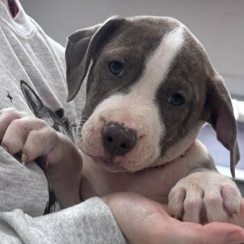 Jack -  Pit Bull Terrier Dog for Adoption in Indianapolis, Indiana - Jack | PetCurious