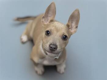 American Staffordshire Terrier Dogs Available for Adoption in Phoenix, Arizona - JEANETTE | PetCurious