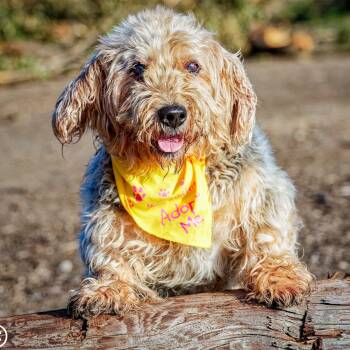 Patty -  Airedale Terrier Dog for Adoption in Clarinda, Iowa - Patty | PetCurious