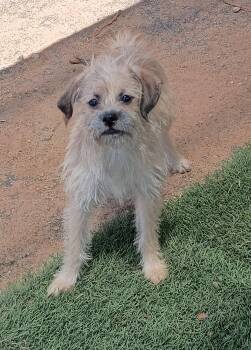 Pal -  Terrier and Poodle Dog for Adoption in Apple Valley, California - Pal | PetCurious