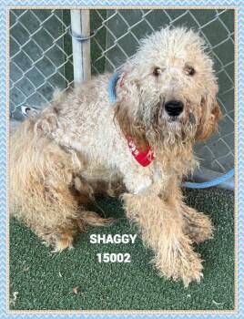 Rescue Poodle Dogs for Adoption in Marietta, Georgia - SHAGGY | PetCurious