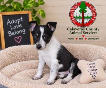 Merlot A061300 -  Cattle Dog and German Wirehaired Pointer Dog for Adoption in San Andreas, California - Merlot A061300 | PetCurious