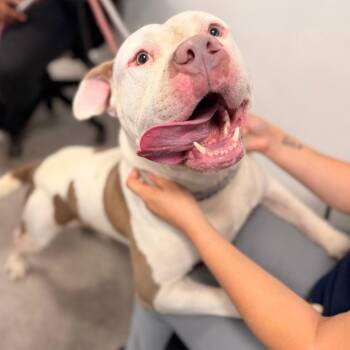kratoss -  Mixed Breed Dog for Adoption in Philadelphia, Pennsylvania - Kratoss | PetCurious